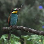 Gruccione con libellula nel becco 